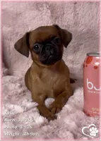 Kylie, a female Brussels Griffon for sale in Tempe, AZ – Photo 6 of 10