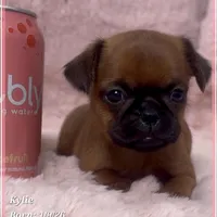 Kylie, a female Brussels Griffon for sale in Tempe, AZ – Photo 10 of 10