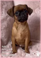Kylie, a female Brussels Griffon for sale in Tempe, AZ – Photo 8 of 10