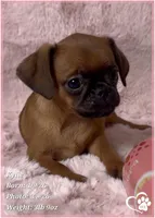 Kylie, a female Brussels Griffon for sale in Tempe, AZ – Photo 2 of 10