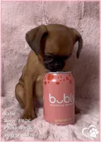 Kylie, a female Brussels Griffon for sale in Tempe, AZ – Photo 7 of 10