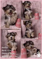 Harley, a female Morkie for sale in Tempe, AZ – 9 of 10