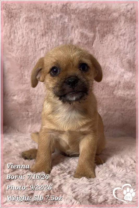 Vienna the Porkie *includes spay* – Pug, Yorkshire Terrier puppy for sale in Phoenix, AZ