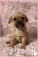 Vienna the Porkie *includes spay*, a female Pug and Yorkshire Terrier for sale in Phoenix, AZ – 1 of 8