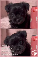 Nickel, a male Yorkipoo for sale in Tempe, AZ – 6 of 10