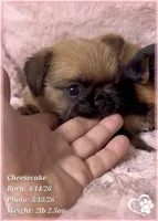Cheesecake the Bugg/Brugg, a male Pug and Brussels Griffon for sale in Tempe, AZ – 7 of 10