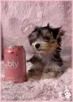 Harley, a female Morkie for sale in Tempe, AZ – 8 of 10