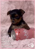 Chip, a male Yorkshire Terrier for sale in Tempe, AZ – 5 of 10