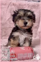 Scrappy the Morkie Poo, a male Yorkipoo and Maltese for sale in Tempe, AZ – 4 of 9