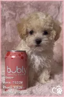 Winter, a female Maltipoo for sale in Phoenix, AZ – 8 of 10