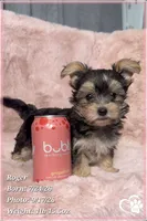 Roger, a male Morkie for sale in Phoenix, AZ – 5 of 10