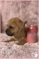 Vienna the Porkie *includes spay*, a female Pug and Yorkshire Terrier for sale in Phoenix, AZ – 6 of 8