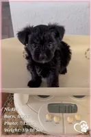 Nickel, a male Yorkipoo for sale in Tempe, AZ – 3 of 10