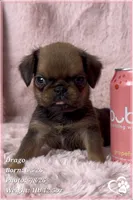 Drago, a male Brussels Griffon for sale in Tempe, AZ – 2 of 9
