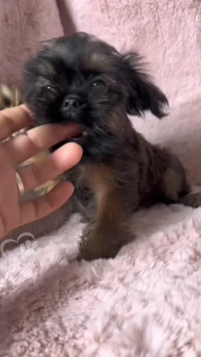 Midnight, a female Brussels Griffon for sale in Phoenix, AZ – 2 of 9