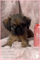 Twilight, a female Brussels Griffon for sale in Phoenix, AZ – 9 of 10