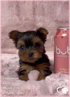 Cinnamon, a female Yorkshire Terrier for sale in Tempe, AZ – Photo 9 of 10