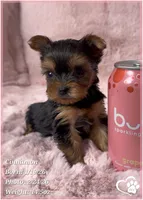 Cinnamon, a female Yorkshire Terrier for sale in Tempe, AZ – Photo 1 of 10