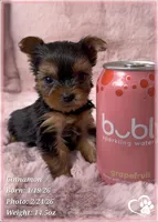 Cinnamon, a female Yorkshire Terrier for sale in Tempe, AZ – Photo 5 of 10