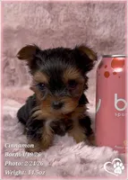 Cinnamon, a female Yorkshire Terrier for sale in Tempe, AZ – Photo 6 of 10