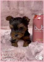 Cinnamon, a female Yorkshire Terrier for sale in Tempe, AZ – Photo 10 of 10