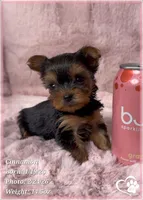 Cinnamon, a female Yorkshire Terrier for sale in Tempe, AZ – Photo 8 of 10