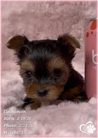 Cinnamon, a female Yorkshire Terrier for sale in Tempe, AZ – Photo 4 of 10