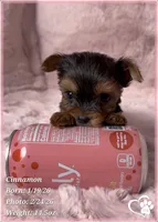 Cinnamon, a female Yorkshire Terrier for sale in Tempe, AZ – Photo 3 of 10