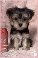 Sunny, a female Morkie for sale in Tempe, AZ – 9 of 9