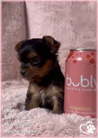 Chip, a male Yorkshire Terrier for sale in Tempe, AZ – 4 of 10