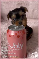 Stuart, a male Yorkshire Terrier for sale in Phoenix, AZ – 7 of 10