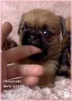 Cheesecake the Bugg/Brugg, a male Pug and Brussels Griffon for sale in Tempe, AZ – 9 of 10