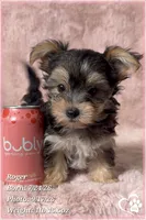 Roger, a male Morkie for sale in Phoenix, AZ – 10 of 10