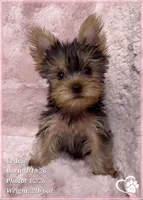 Cedric, a male Yorkshire Terrier for sale in Tempe, AZ – Photo 5 of 10