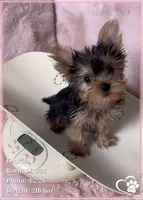 Cedric, a male Yorkshire Terrier for sale in Tempe, AZ – Photo 6 of 10