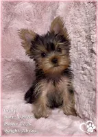Cedric, a male Yorkshire Terrier for sale in Tempe, AZ – Photo 7 of 10
