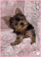 Cedric, a male Yorkshire Terrier for sale in Tempe, AZ – Photo 8 of 10