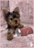 Cedric, a male Yorkshire Terrier for sale in Tempe, AZ – Photo 10 of 10