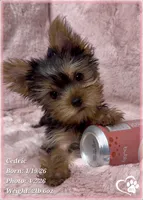 Cedric, a male Yorkshire Terrier for sale in Tempe, AZ – Photo 4 of 10