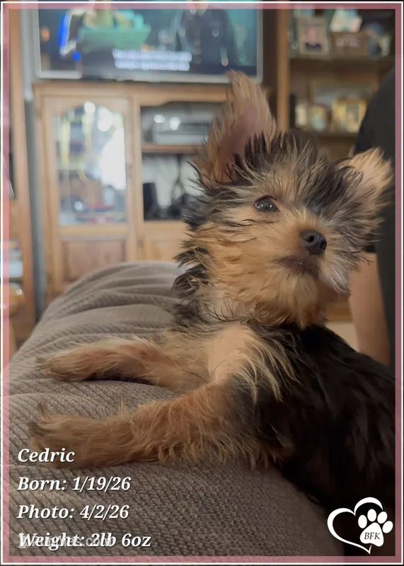 Cedric – Yorkshire Terrier puppy for sale in Tempe, AZ
