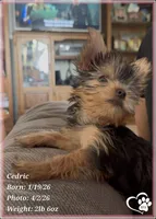 Cedric, a male Yorkshire Terrier for sale in Tempe, AZ – Photo 1 of 10