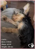 Cedric, a male Yorkshire Terrier for sale in Tempe, AZ – Photo 3 of 10