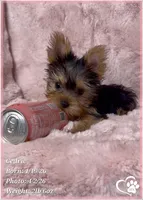 Cedric, a male Yorkshire Terrier for sale in Tempe, AZ – Photo 9 of 10