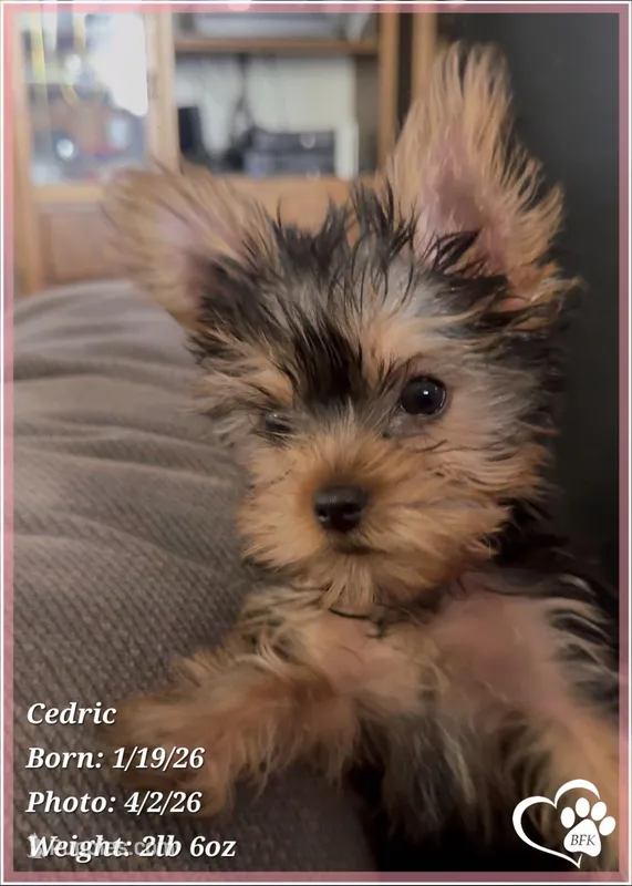 Cedric – Yorkshire Terrier puppy for sale in Tempe, AZ