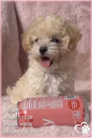 Winter, a female Maltipoo for sale in Phoenix, AZ – 5 of 10