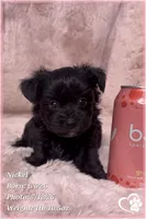 Nickel, a male Yorkipoo for sale in Tempe, AZ – 8 of 10