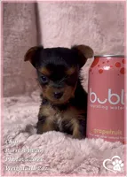 Chip, a male Yorkshire Terrier for sale in Tempe, AZ – 7 of 10