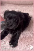 Nickel, a male Yorkipoo for sale in Tempe, AZ – 9 of 10
