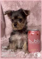 Hallie, a female Morkie for sale in Tempe, AZ – 2 of 10