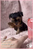 Sammie, a male Yorkshire Terrier for sale in Phoenix, AZ – 3 of 10